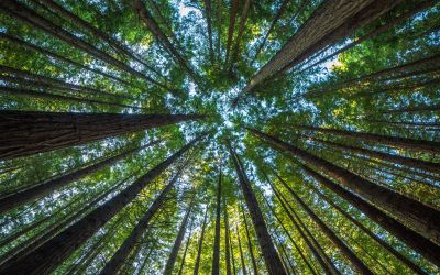 2 Peter 1:5-7: Spiritual Maturity Explained in Three Verses